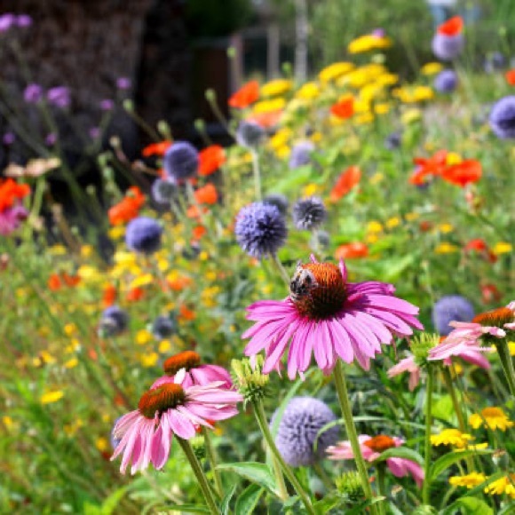 wildflowertrunk